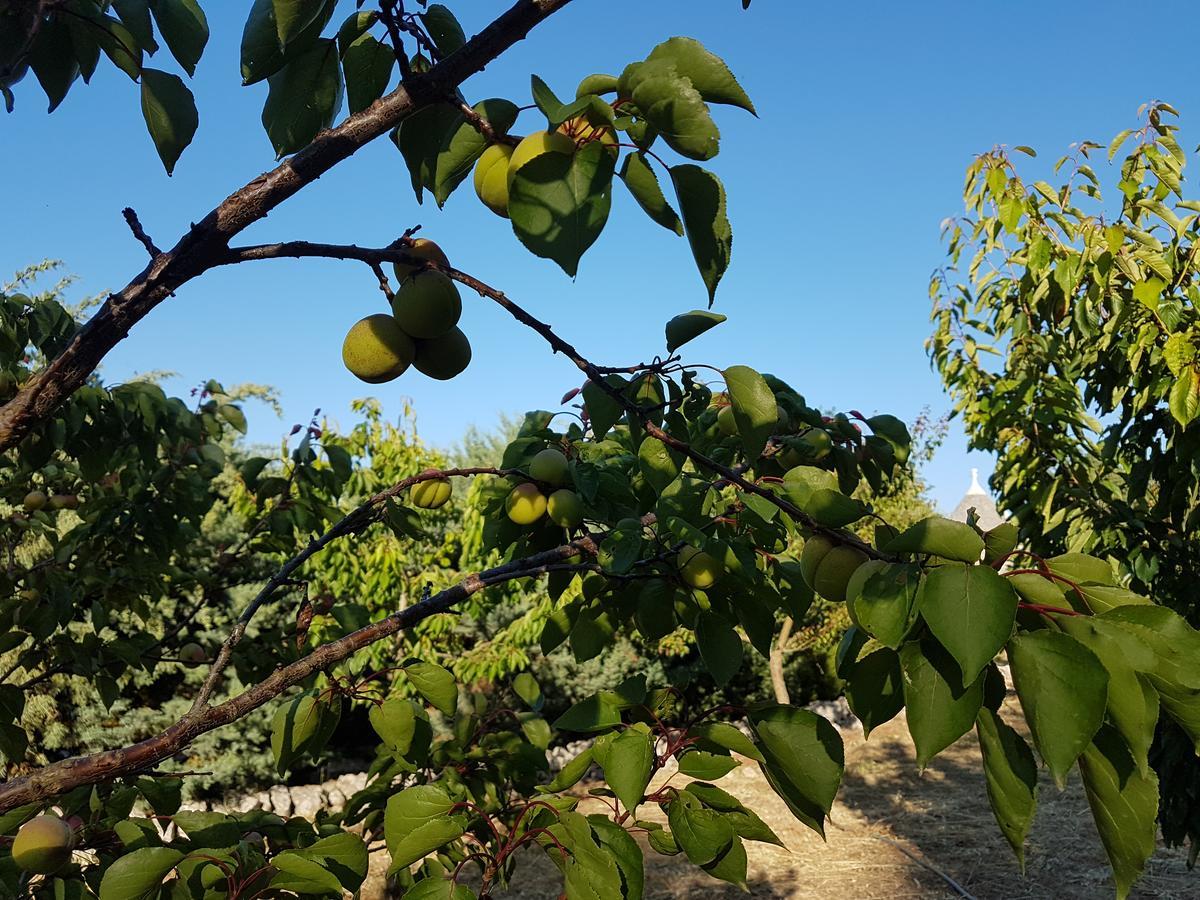 Villa Cenzina Selva Di Fasano Bagian luar foto